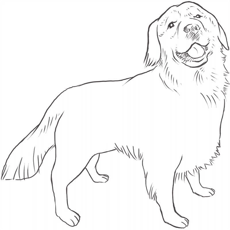 Golden Retriever drawing by Dog Breeds List