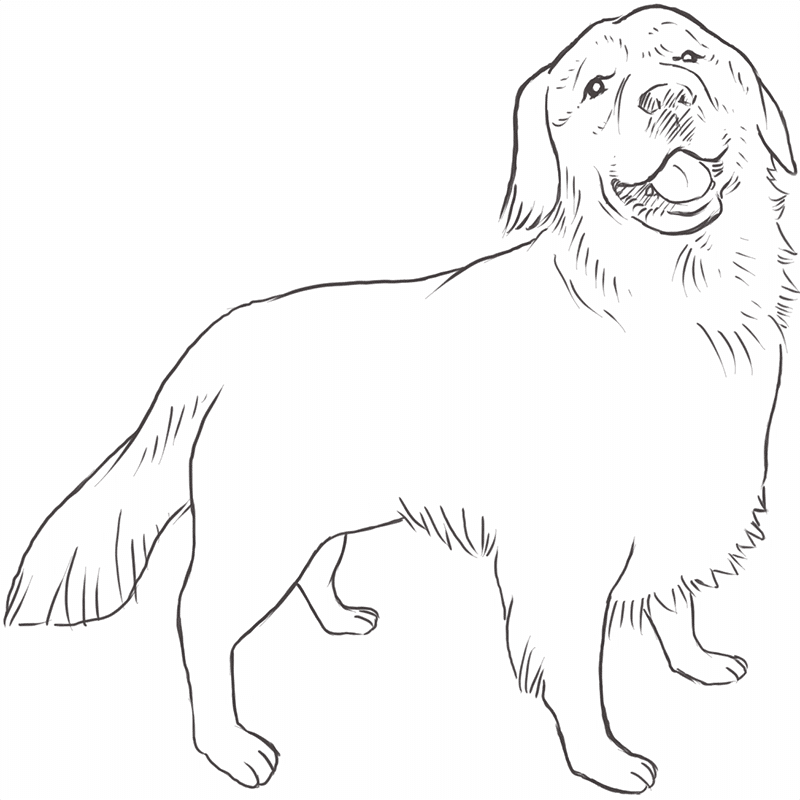 Adorable Simple Golden Retriever Drawings Easy - l2sanpiero