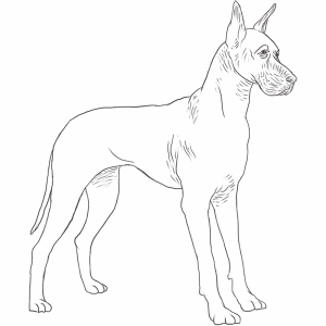 Great Dane drawing by Dog Breeds List