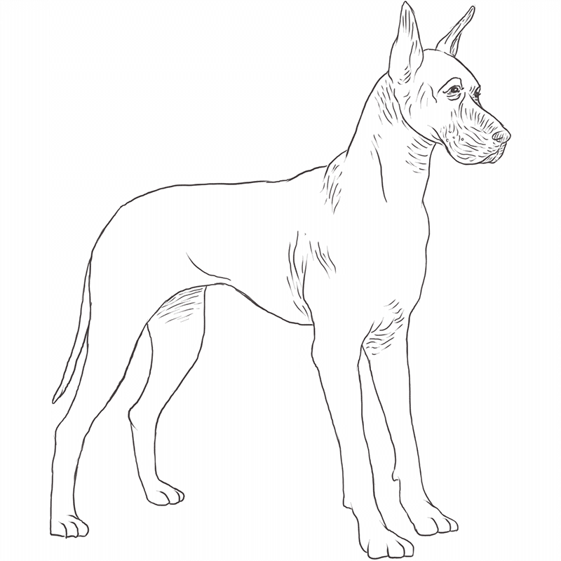 Great Dane drawing by Dog Breeds List