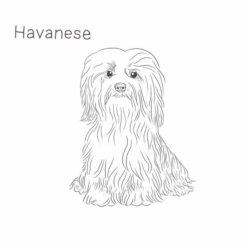 Havanese dog drawing by Dog Breeds List