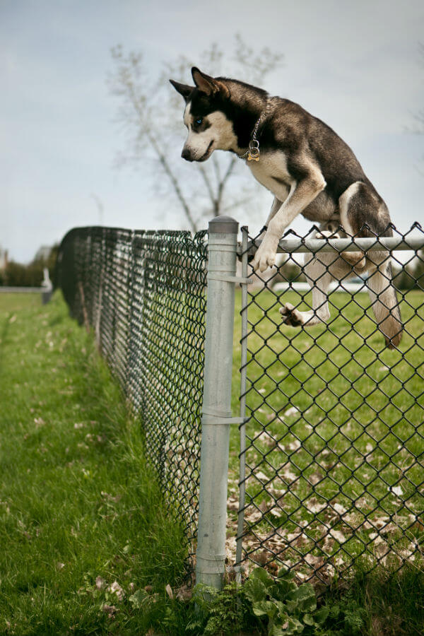 are huskies good for house defense