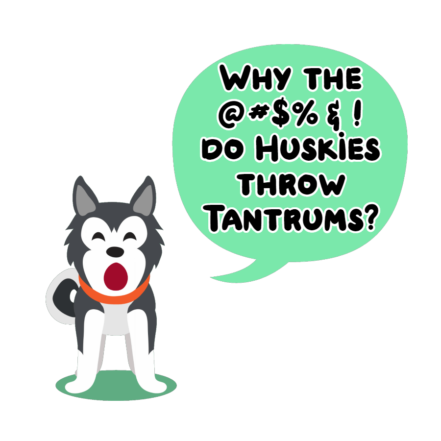 Why do huskies throw temper tantrums?