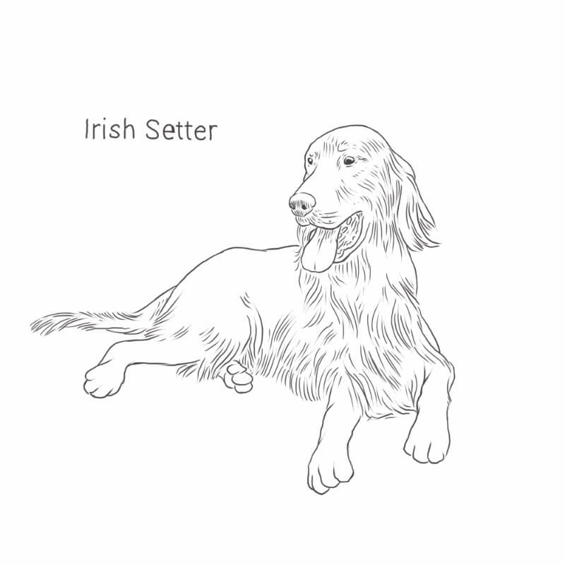 557 Simple Irish Setter Coloring Pages 