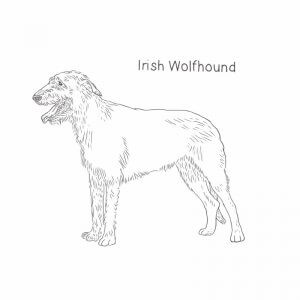 Irish Wolfhound drawing by Dog Breeds List