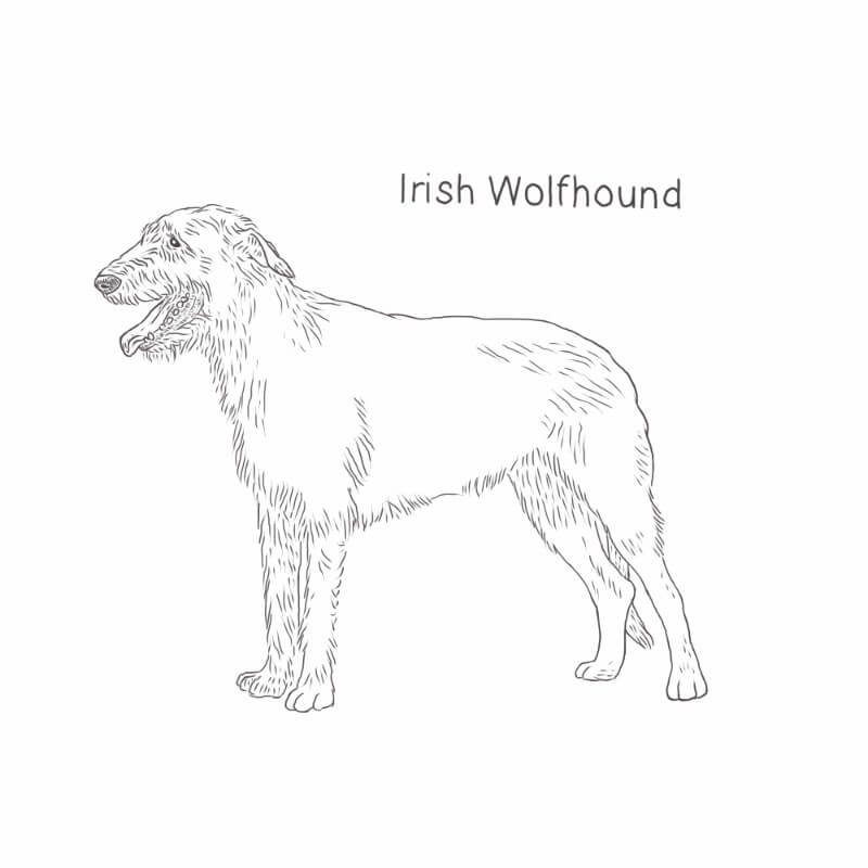 can irish wolfhound be white