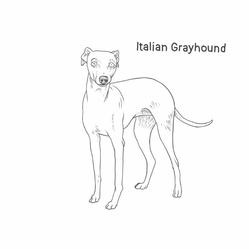 miniature italian greyhound black and white