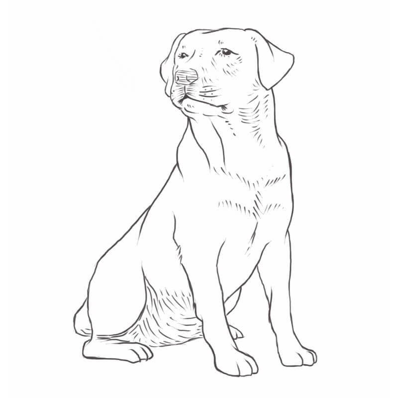 Dog Labrador Retriever Coloring Page Dog Outline Outl - vrogue.co