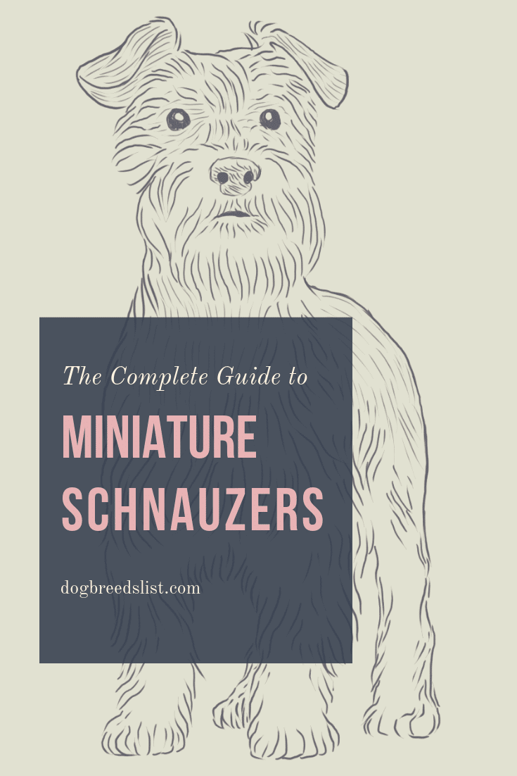 Miniature Schnauzer - The Complete Guide