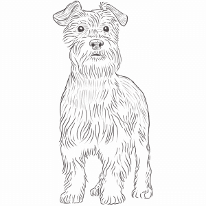 Miniature Schnauzer drawing by Dog Breeds List