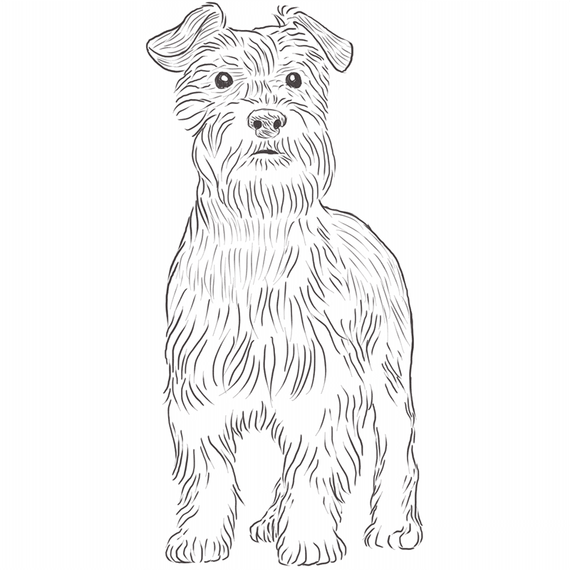 Miniature Schnauzer drawing by Dog Breeds List