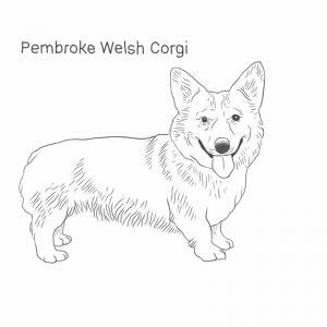 Pembroke Welsh Corgi drawing by Dog Breeds List
