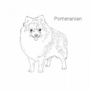 Pomeranian drawing by Dog Breeds List