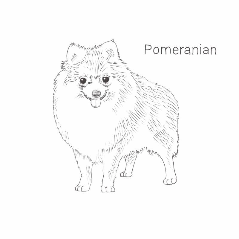 Pomeranian drawing by Dog Breeds List