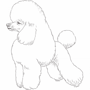 Poodle drawing by Dog Breeds List