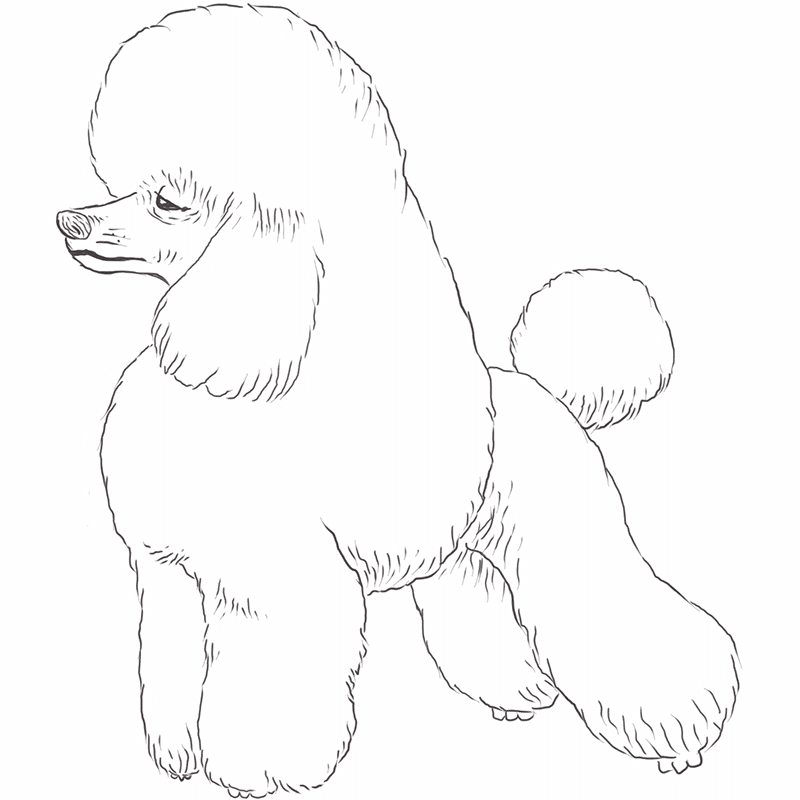 Poodle drawing by Dog Breeds List