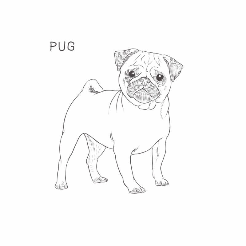 Pug dog drawing by Dog Breeds List