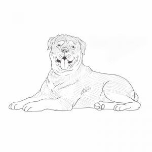 Rottweiler drawing by Dog Breeds List