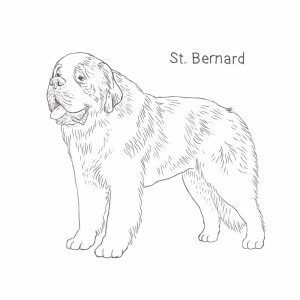 Saint Bernard drawing by Dog Breeds List