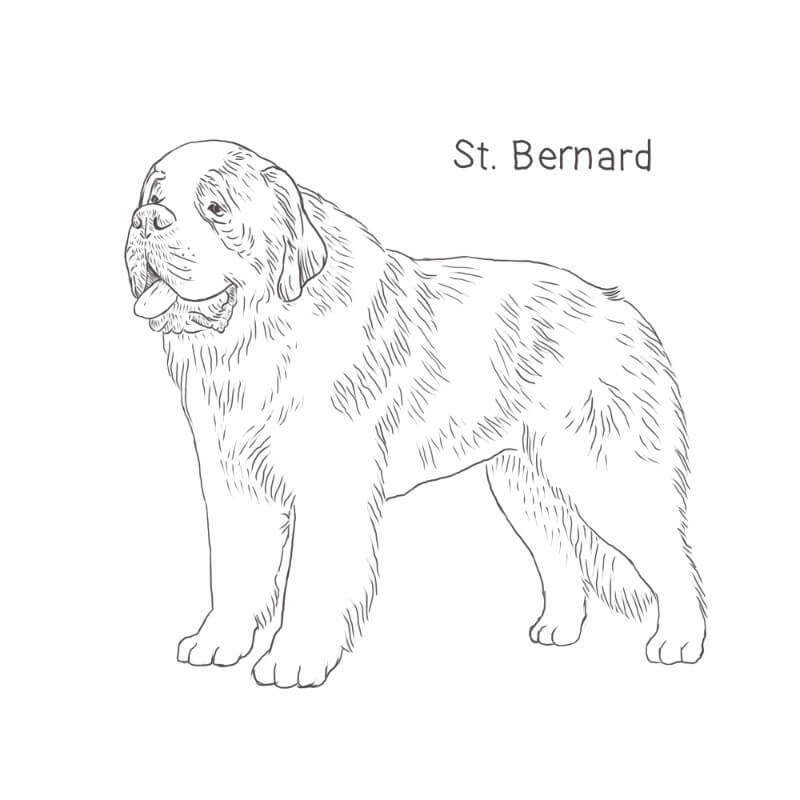 Saint Bernard drawing by Dog Breeds List