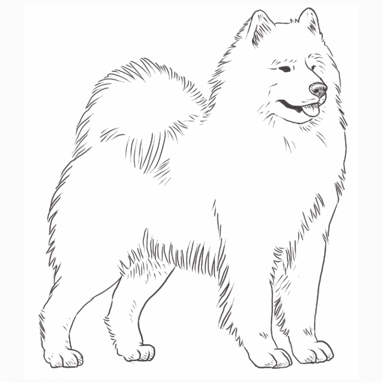 Samoyed Dog Breed Information | Dog Breeds List