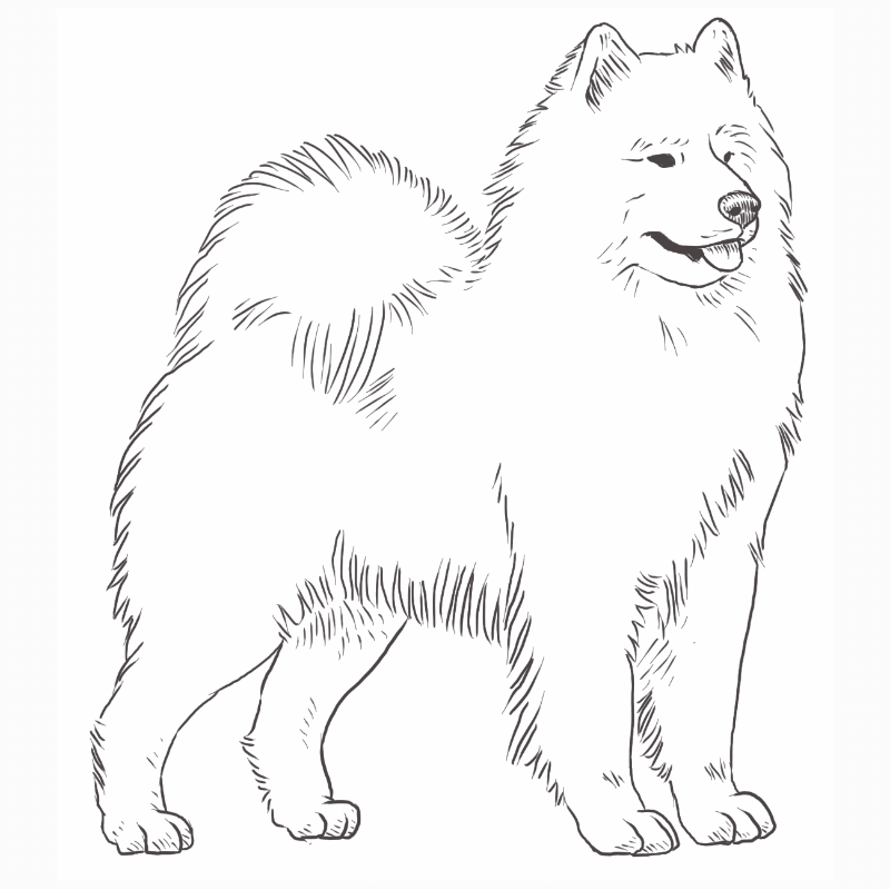 Samoyed drawing