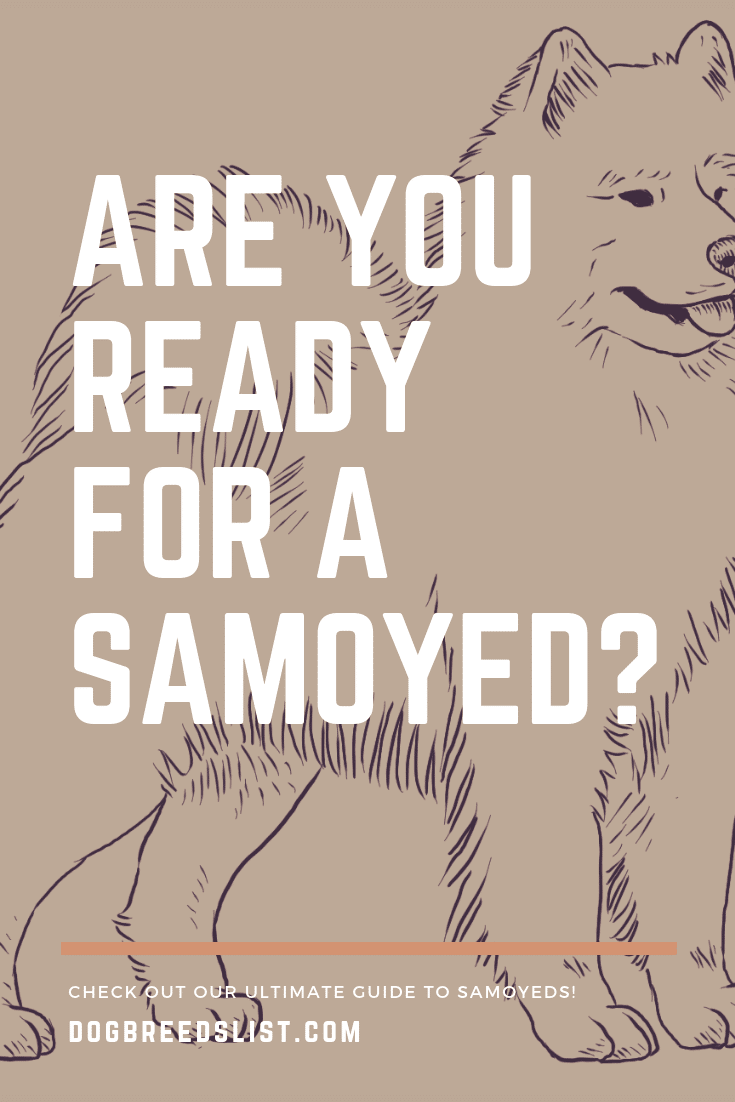 Samoyed Owner's Guide