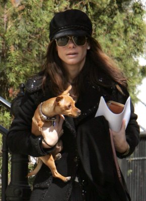 Sandra Bullock adopted Chihuahua