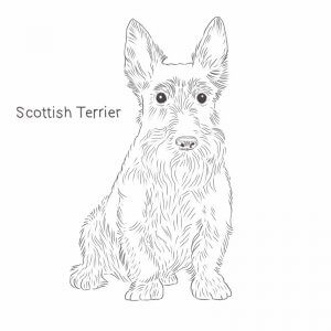 Scottish Terrier drawing by Dog Breeds List
