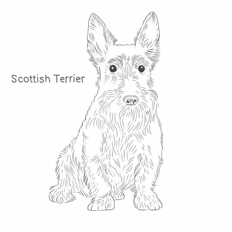 how much is a scottish terrier