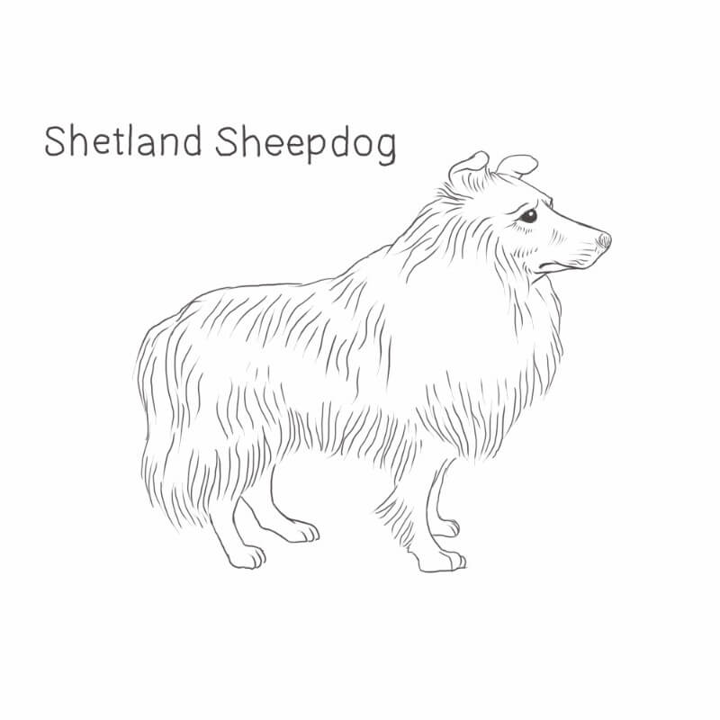 shetland sheepdog drawing