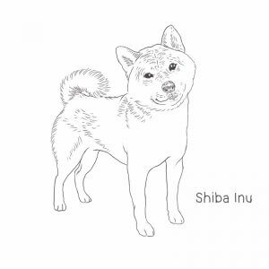 Shiba Inu drawing by Dog Breeds List