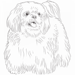 Shih Tzu drawing by Dog Breeds List