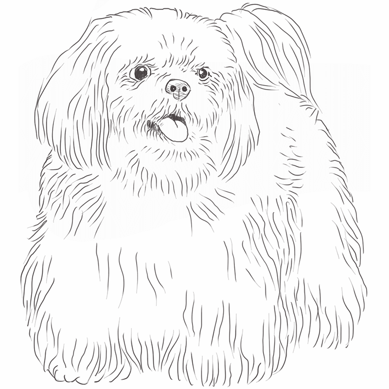 How To Draw A Shih Tzu Face Easy