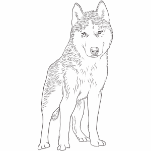 Siberian Husky drawing by DogBreedsList.com