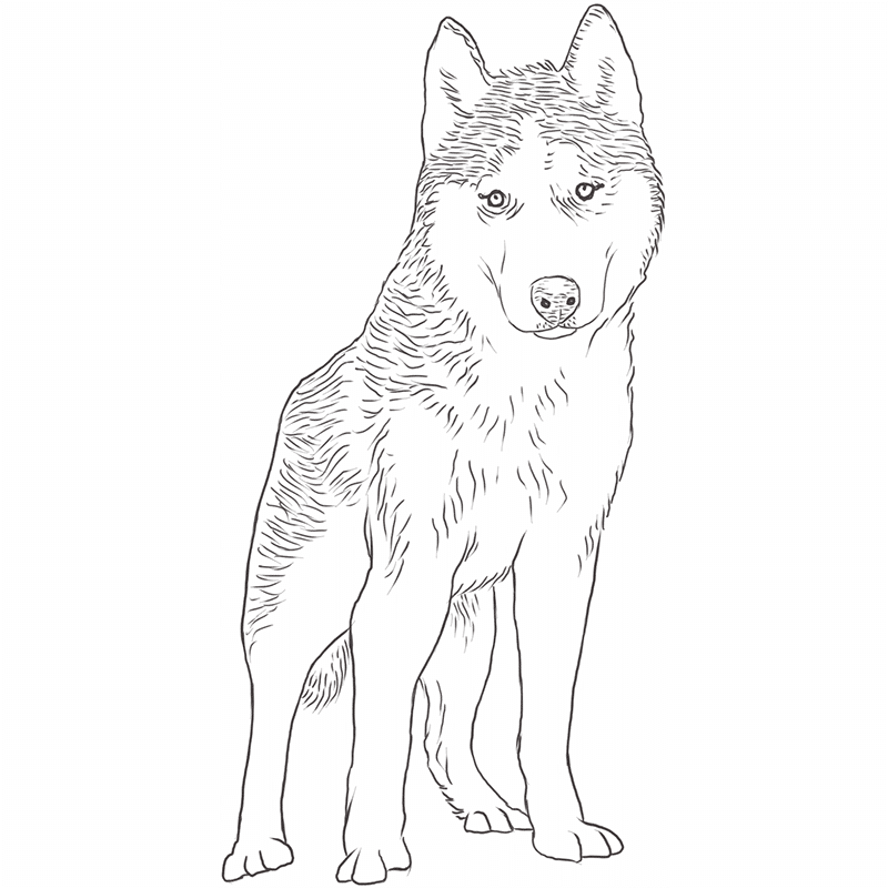 dogs husky drawing