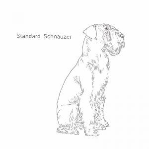 Standard Schnauzer drawing by Dog Breeds List