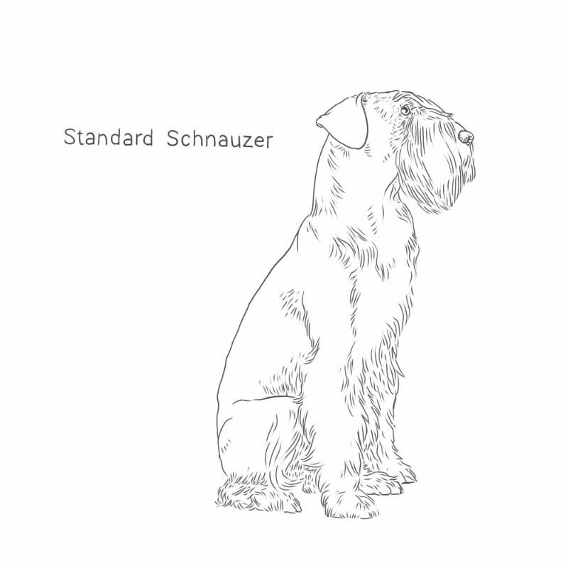 Standard Schnauzer drawing by Dog Breeds List