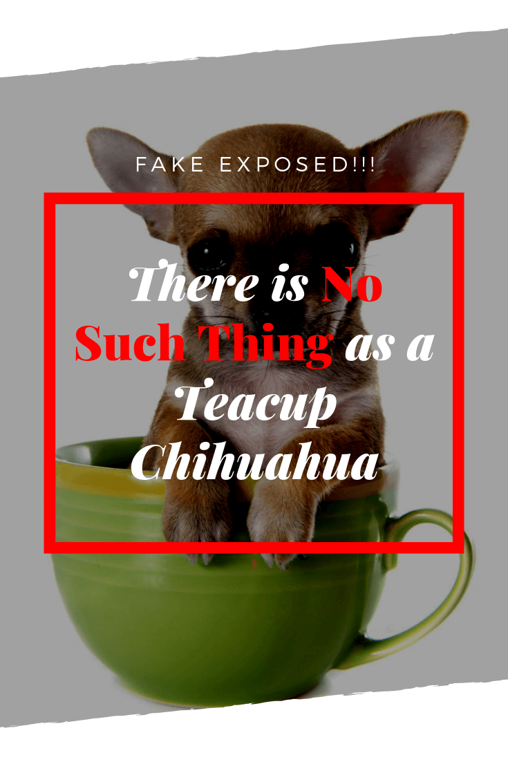 There is no such thing as a teacup Chihuahua