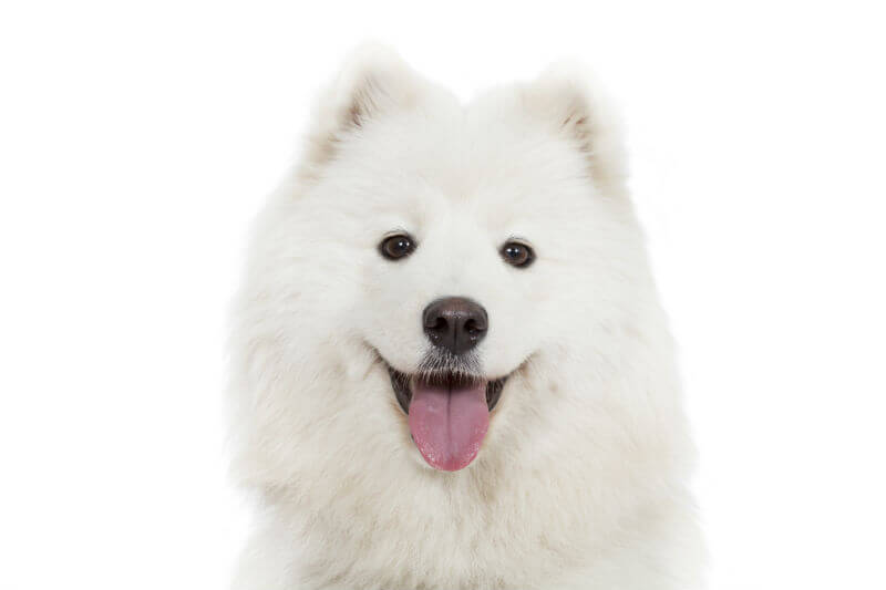 The Smiling Samoyed