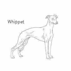 Whippet drawing by Dog Breeds List