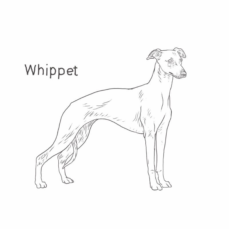 a dog breed called whippet