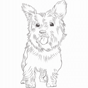 Yorkshire Terrier drawing by Dog Breeds List
