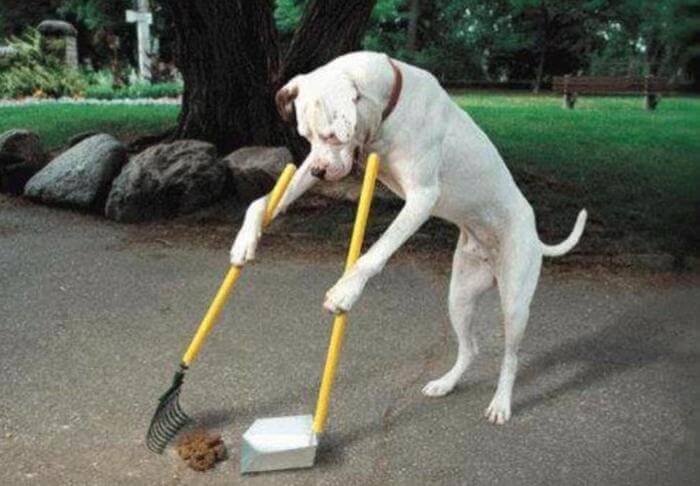 doggie janitor