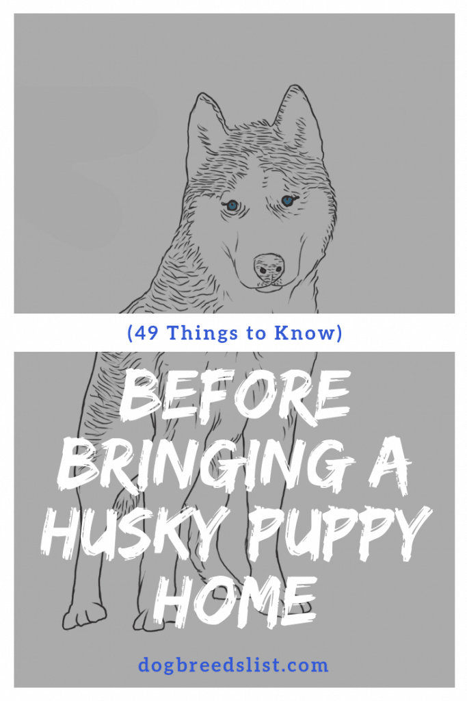 49 things to know before bringing a Husky puppy home