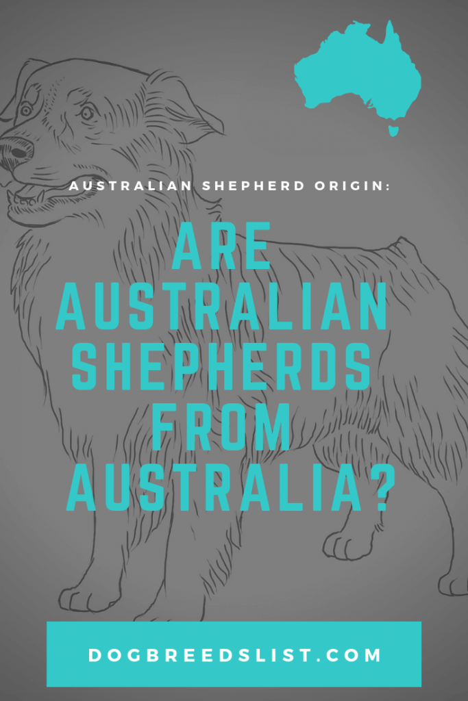 Australian Shepherd origin