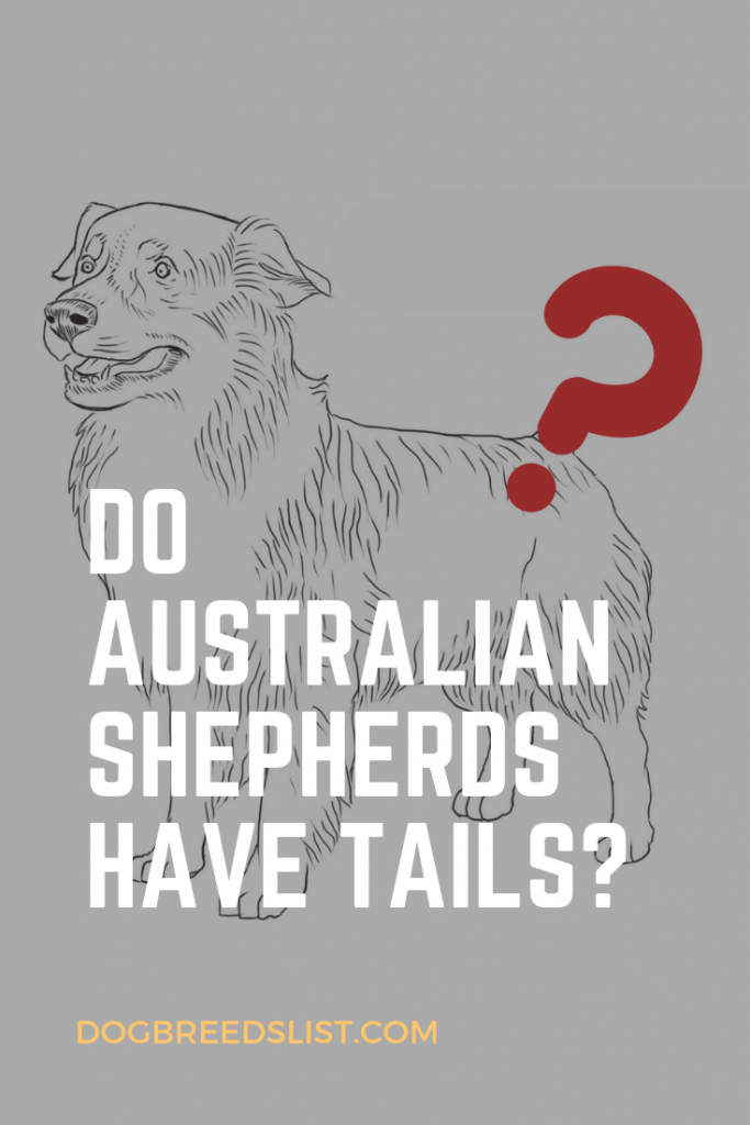 Do Australian Shepherds have tails?