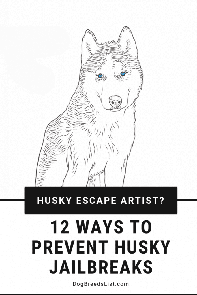 are siberian huskies escape artists