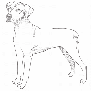 Rhodesian Ridgeback drawing by Dog Breeds List