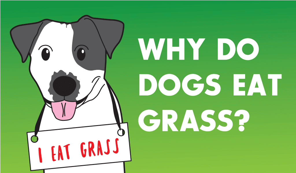 Why do dogs eat grass?